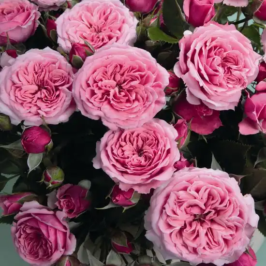 Trandafiri miniaturi / pitici - Trandafiri - Pink Babyflor® - 